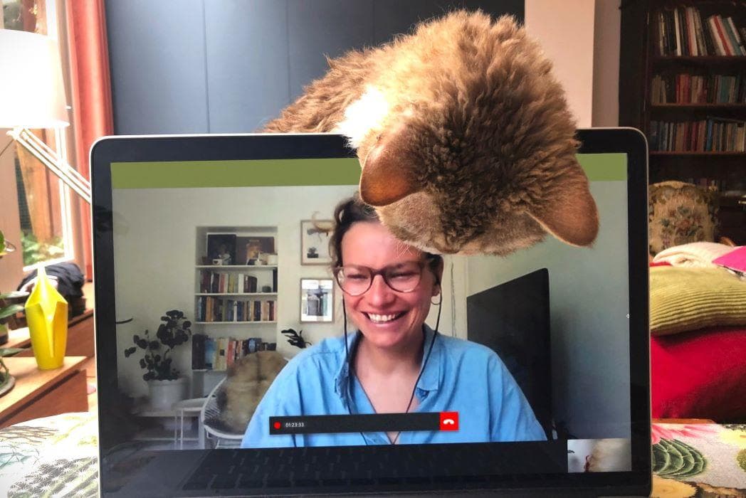 A cat peering over a laptop displaying a zoom call