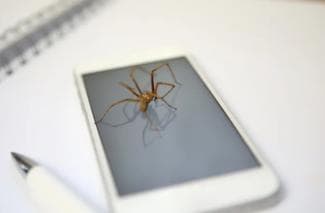 Spider on a smartphone