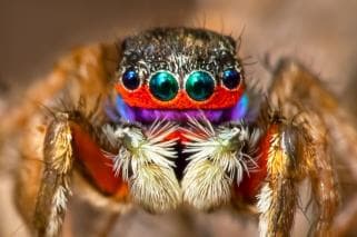 A brightly coloured jumping spider