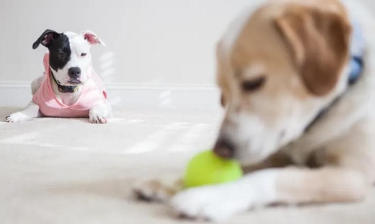 Dog staring at another dog with a ball