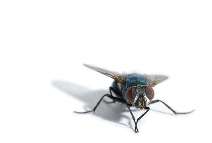 Fly (insect)