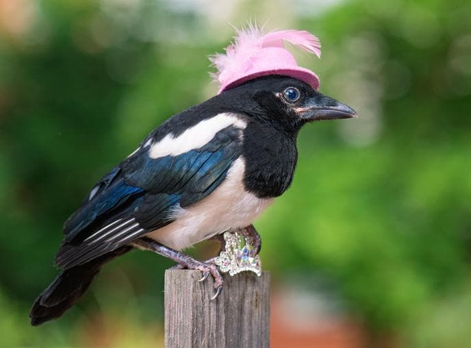 Magpie with jewellery