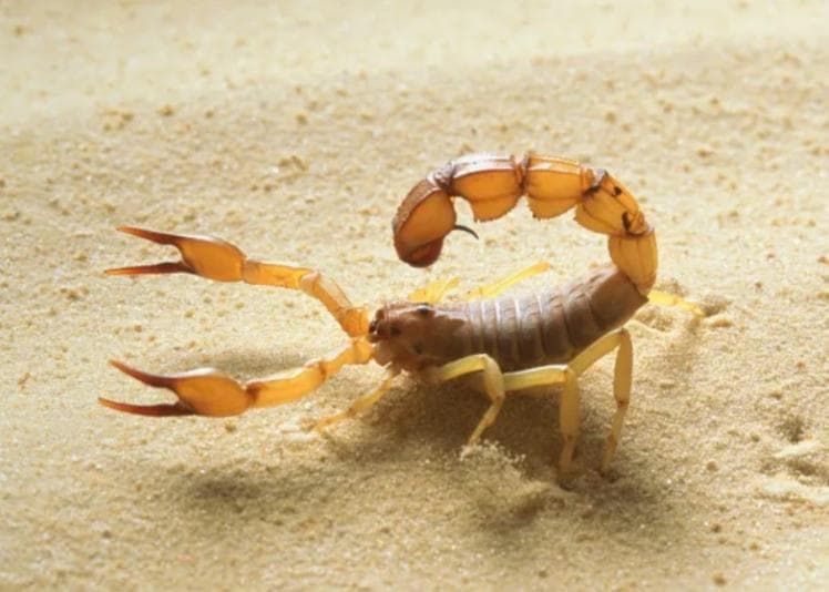 Scorpion on sand