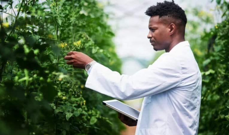 Man examining plants