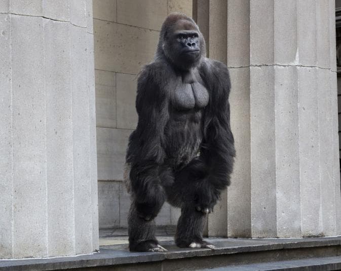 Gorilla on steps of a building