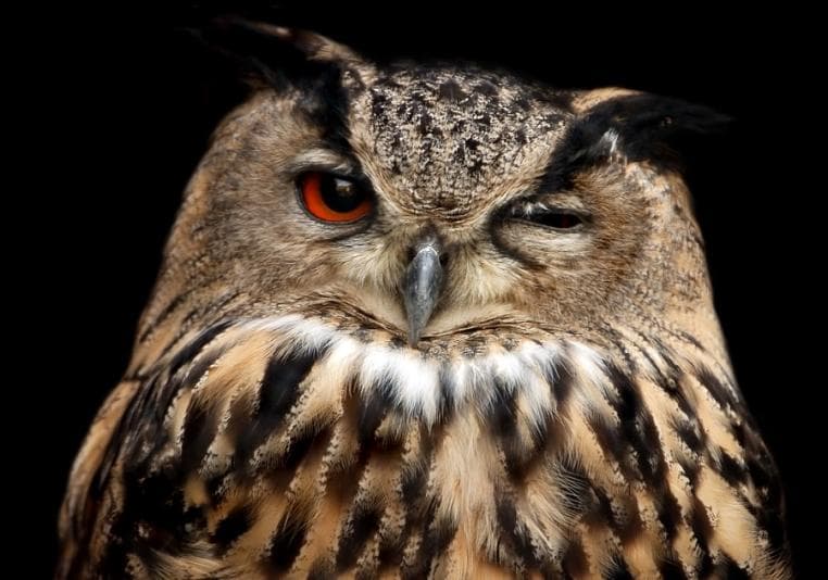 Close-up picture of an owl