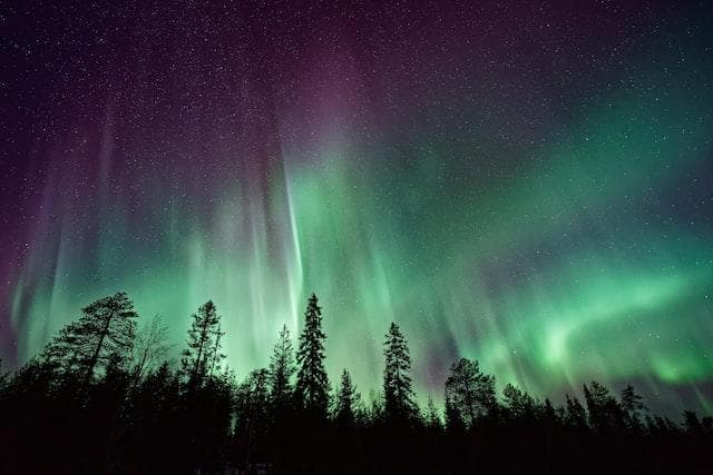 Trees silhouetted against northern lights