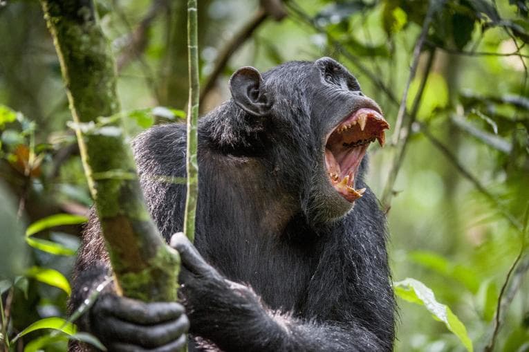 Chimpanzee looking angry in the jungle