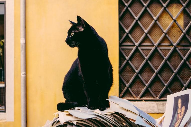 Black cat sitting on pile of papers