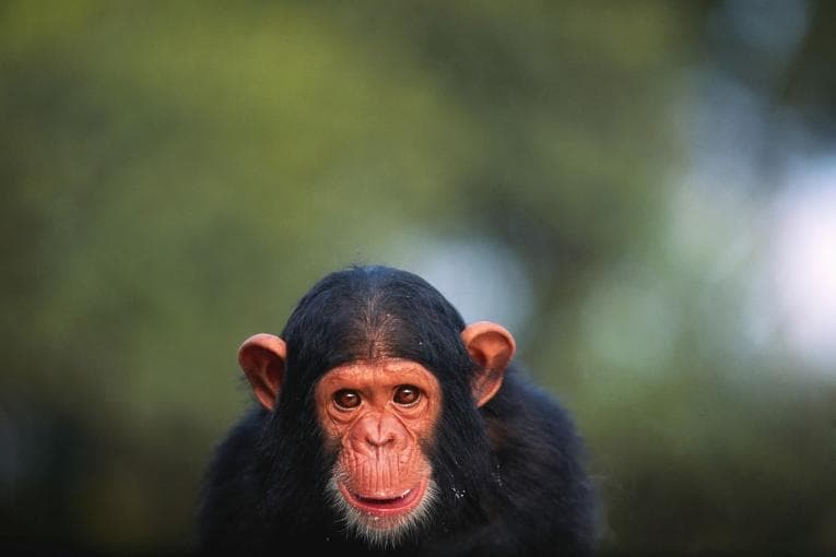 A chimpanzee