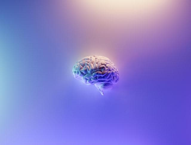 Human brain on purple background