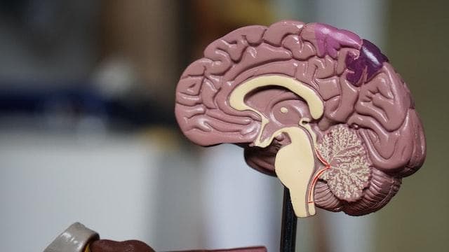 Model of human brain