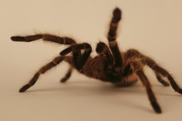 Tarantula with front legs in the air