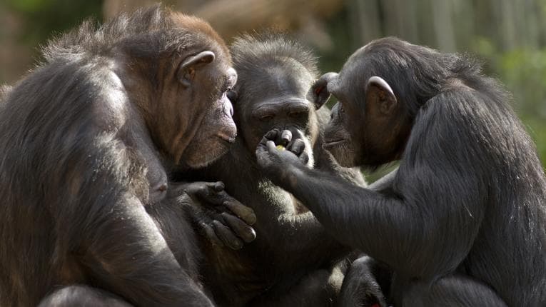 Three apes looking at food