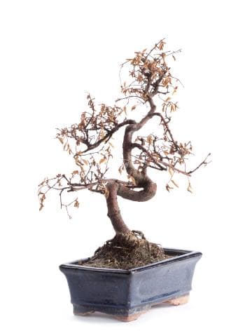 Dead bonsai plant