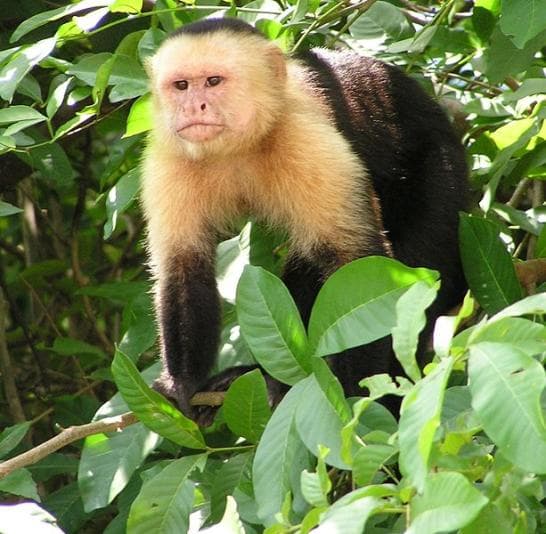 Capuchin monkey on a tree