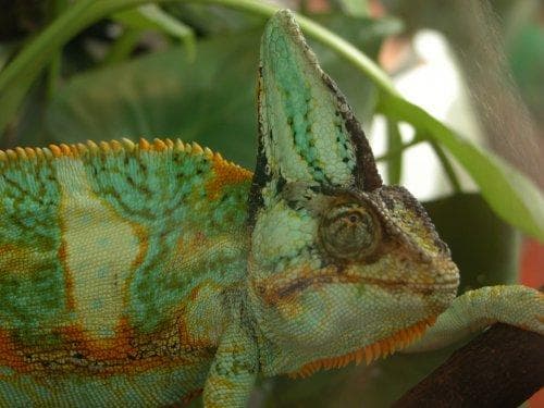 Chameleon