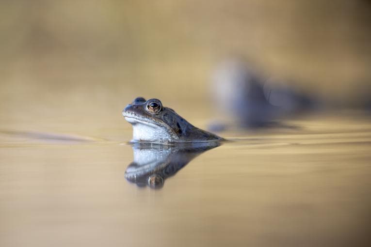 Frog in lake