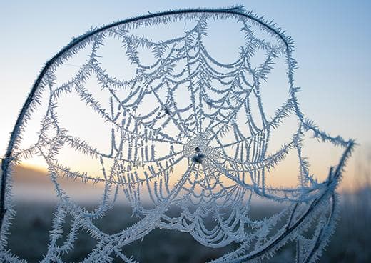 Spider web in frost