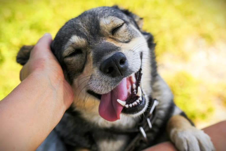 Dog getting petted