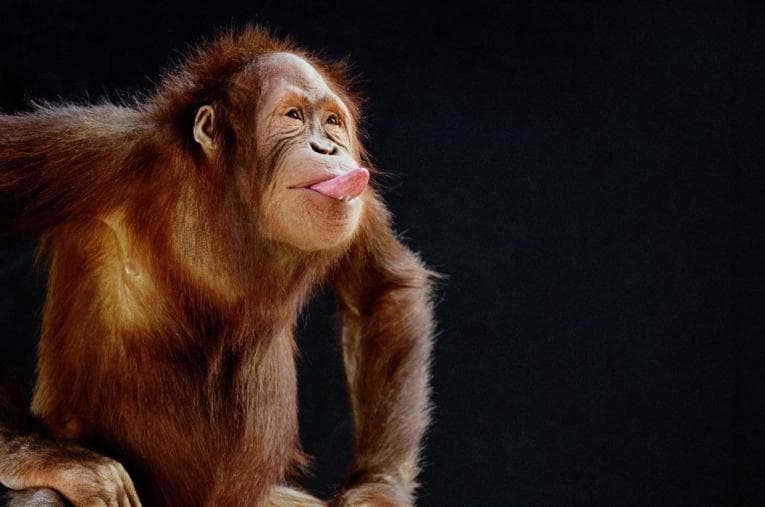 Orangutan sticking out its tongue