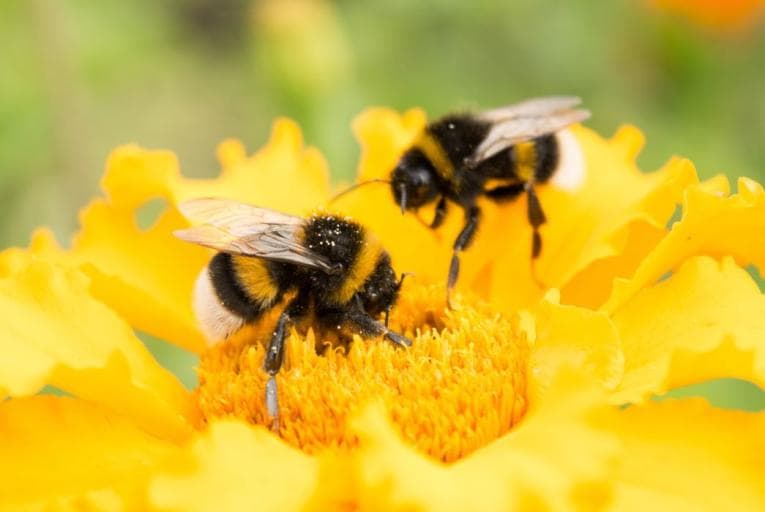 Bumblebees atop a yellow flower