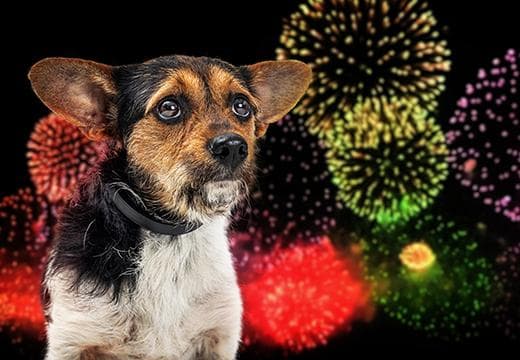 Dog scared of fireworks