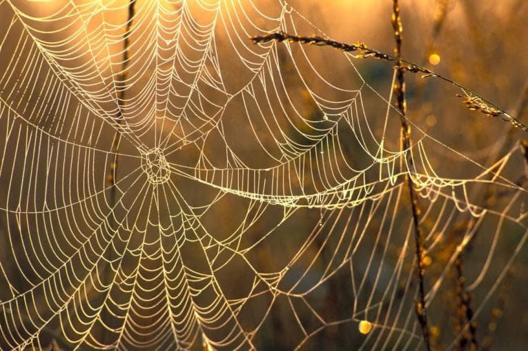 Spider web on an autumnal backdrop