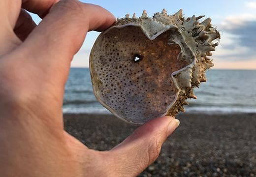 Beachcombing